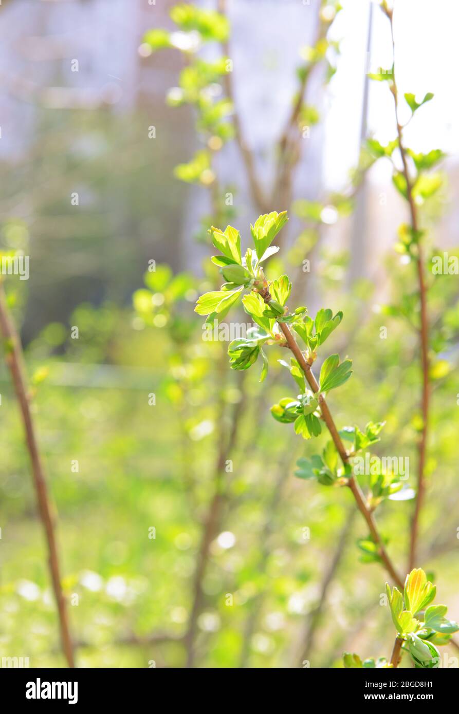 Spring Twigs Bunch twigs young leaves hi-res stock photography and images - Alamy
