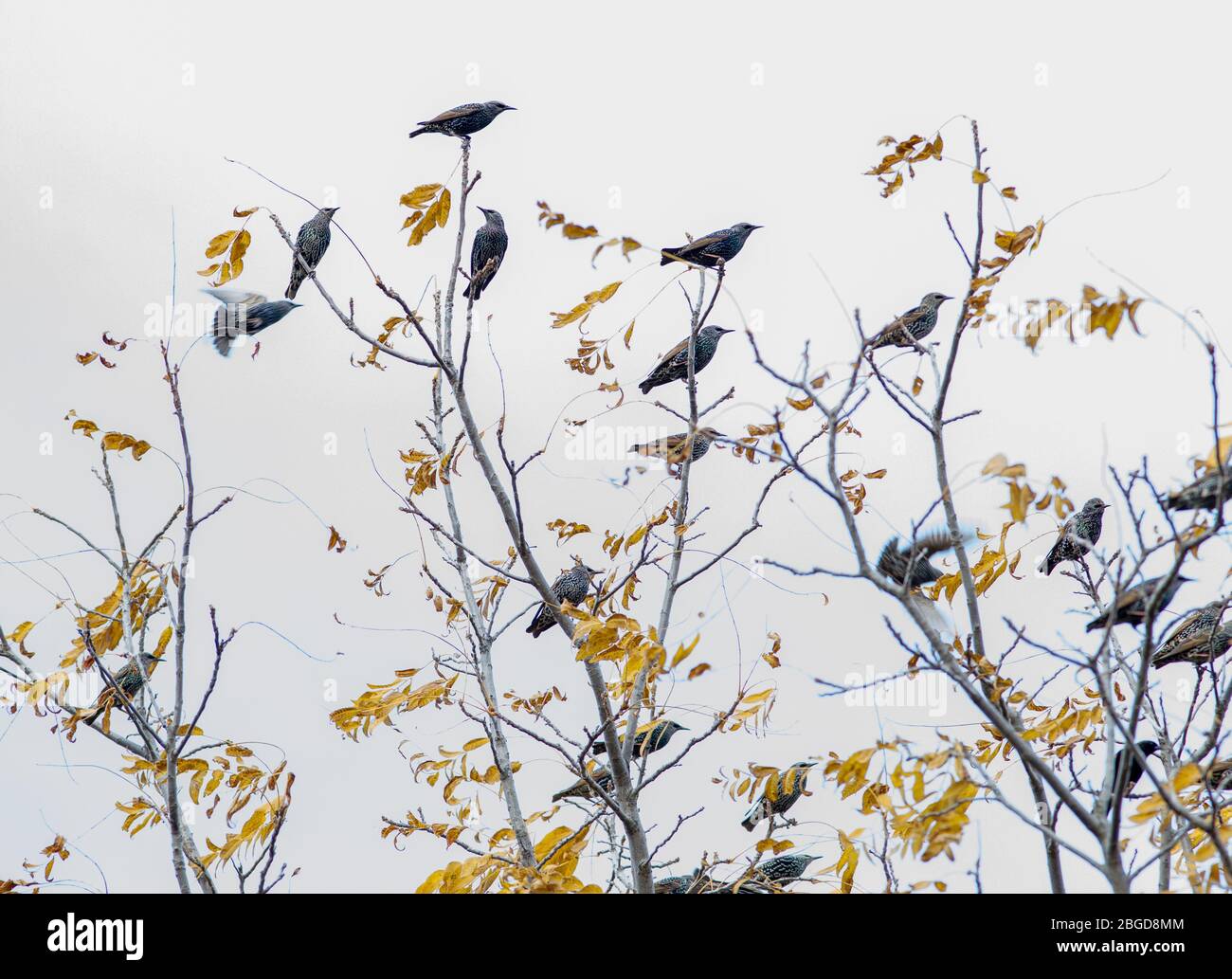 A dozen starling sit in the branches of a tree with a white background in the Montezuma National Wildlife Refuge, Seneca Falls, NY, USA Stock Photo