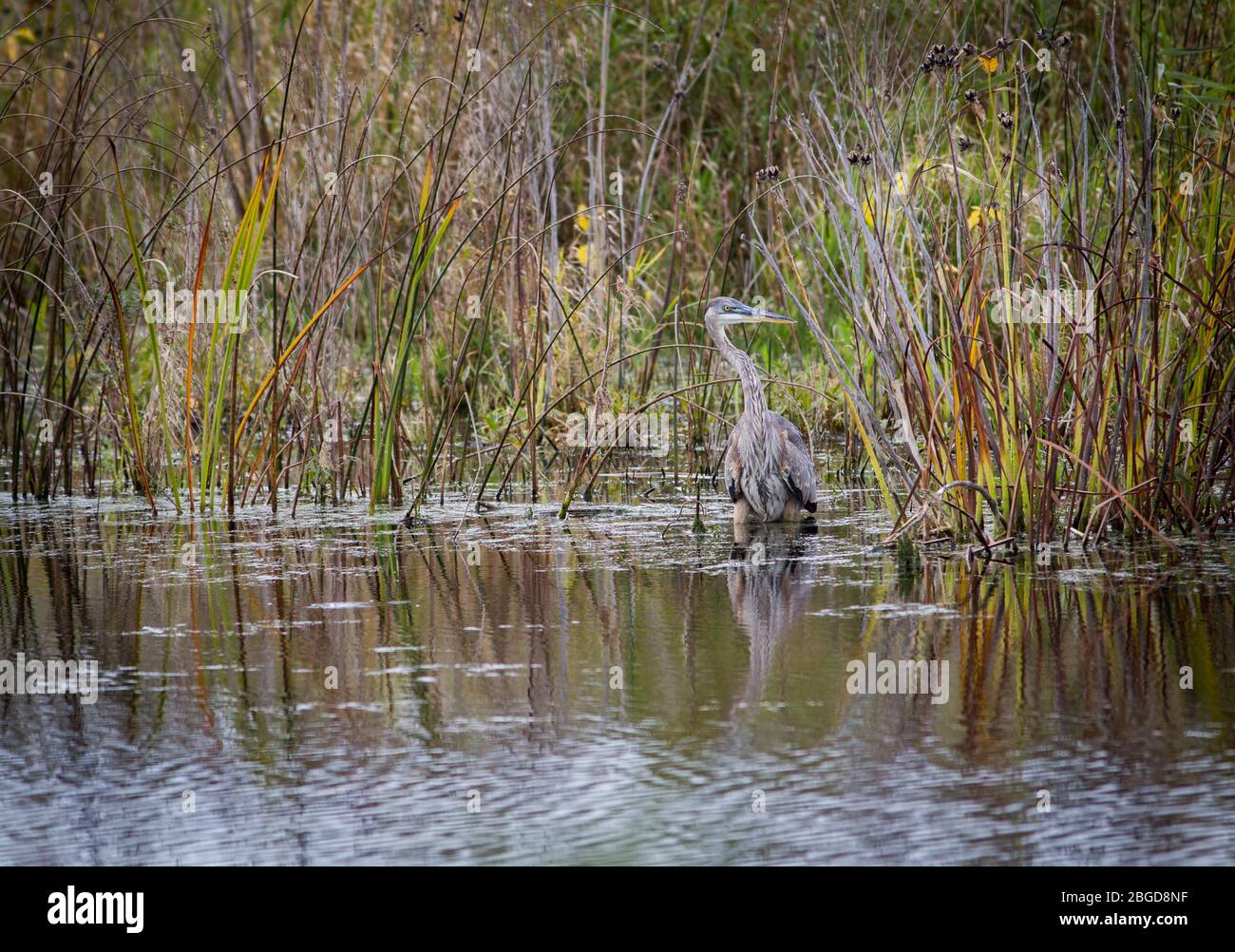 A great blue heron (Ardea herodias) wades through tall marsh grasses in the Montezuma National Wildlife Refuge, Seneca Falls, NY, USA Stock Photo