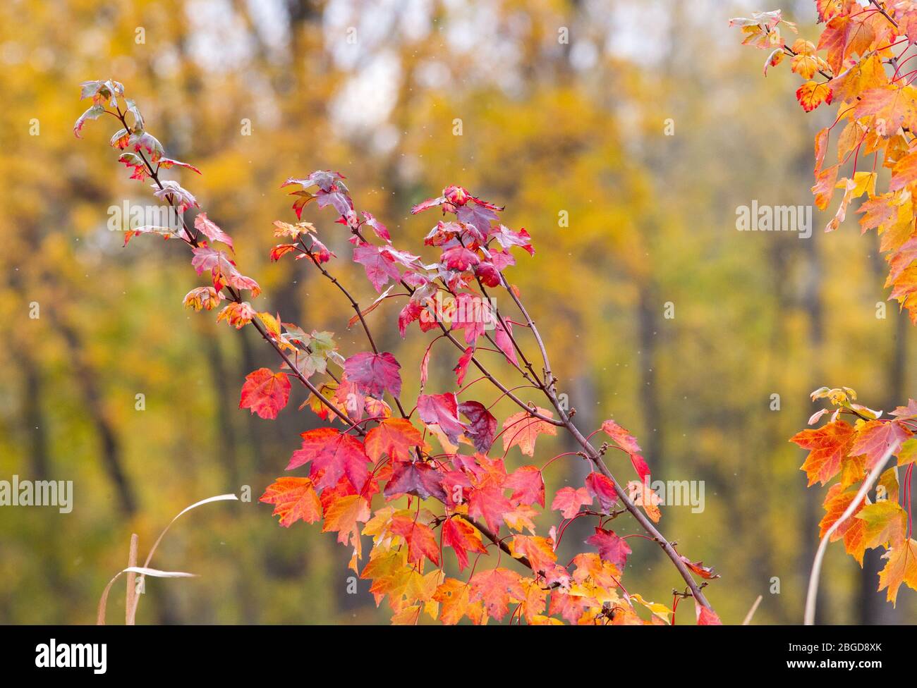Red and orange maple leaves on the branch of a tree in Montezuma National Wildlife Refuge, Seneca Falls, NY Stock Photo