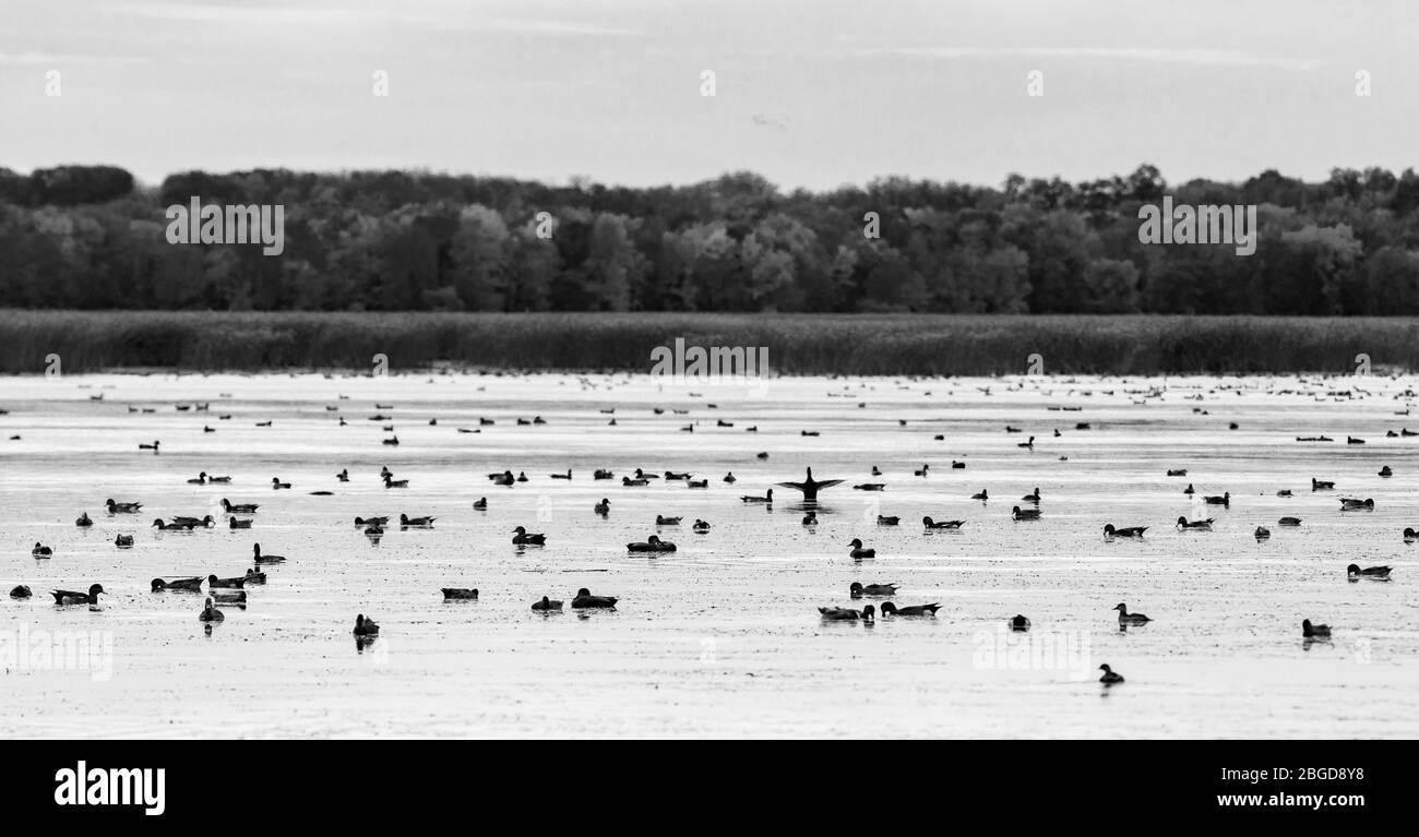 A single duck flaps its wings in the midst of several dozen other ducks in a marsh at the Montezuma National Wildlife Refuge in Seneca Falls, NY, USA Stock Photo