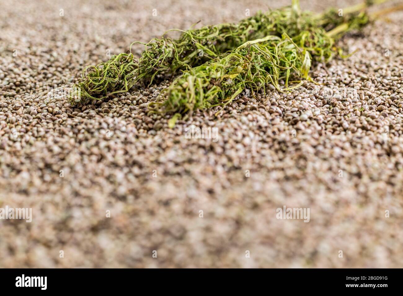 Hemp seeds texture cannabis hi-res stock photography and images - Alamy