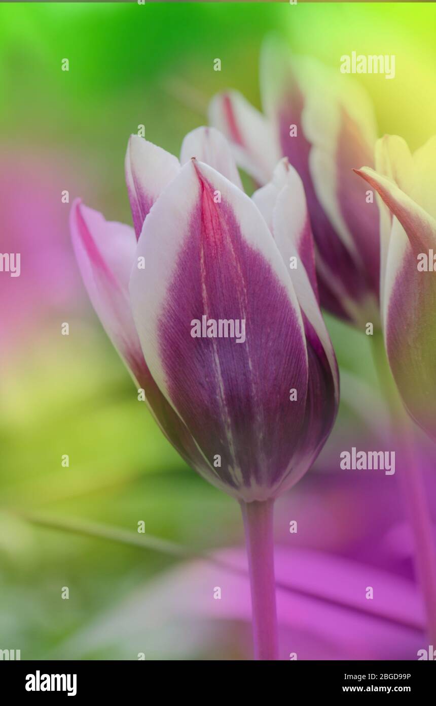 Tulip Variety Ballade Tulip Flower In Garden Stock Photo Alamy