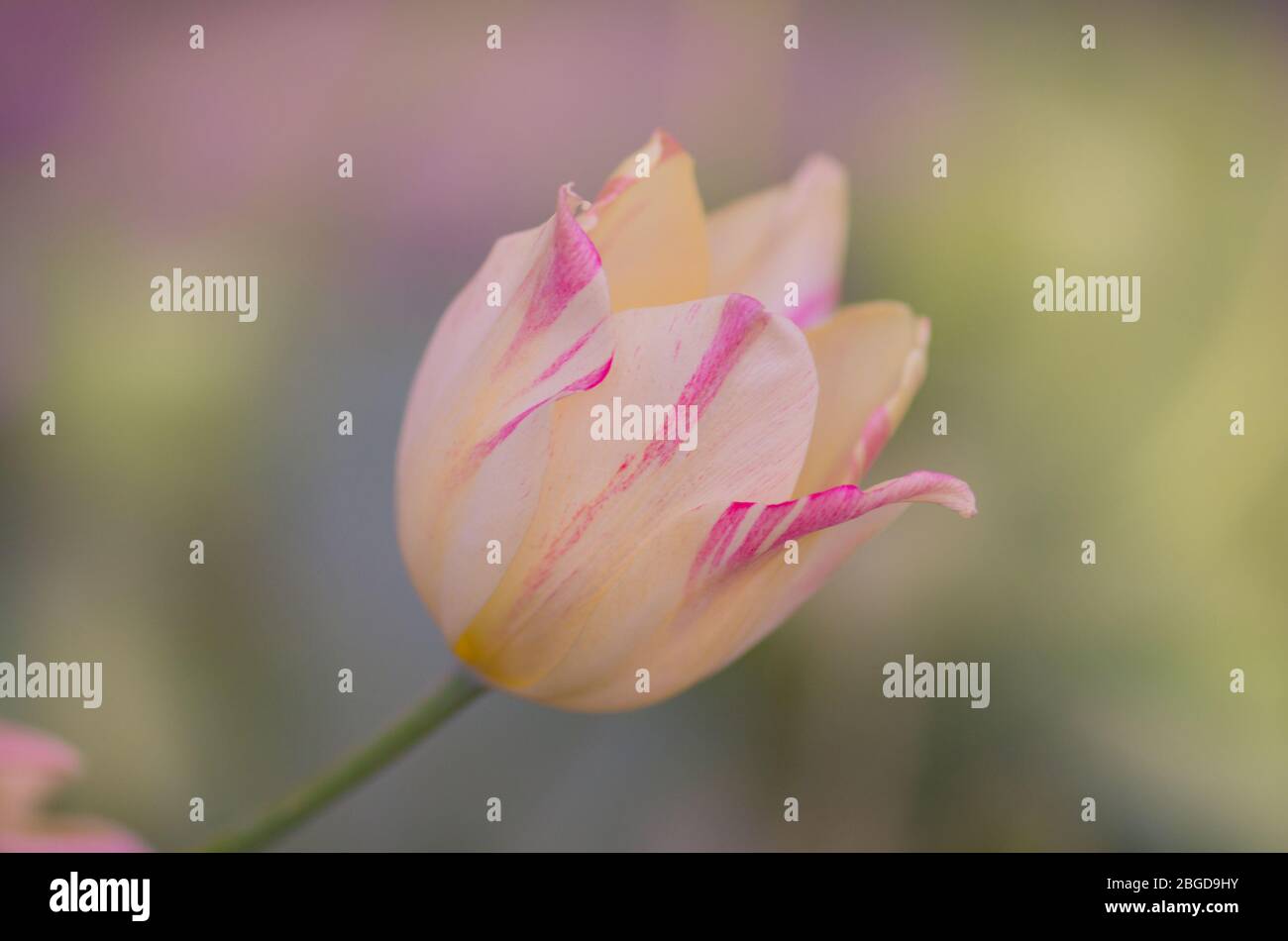 Tulip del piero hires stock photography and images Alamy