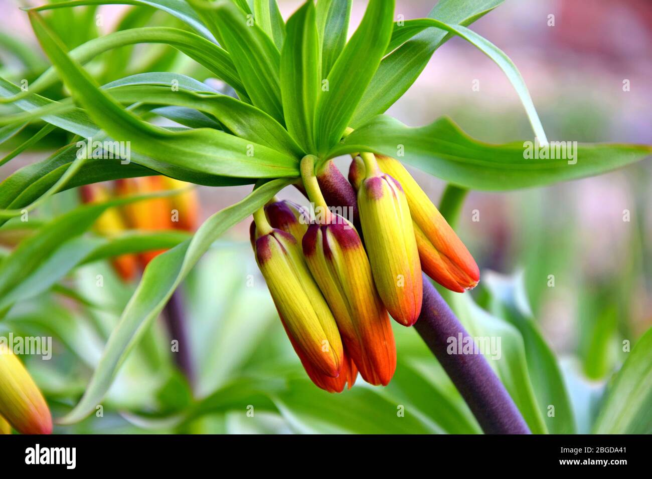 Orange Bulbeous Flower Crown Imperial Fritillaria Imperialis Buds Stock Photo
