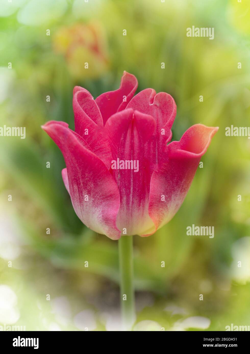 Pink crown tulip. Crown shaped pink tulip. Pink tulips in the park. Blooming spring flowers Stock Photo