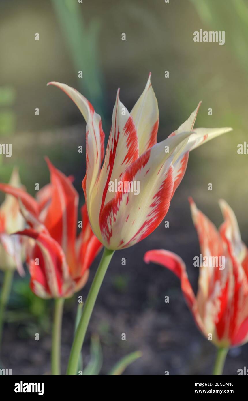 Spring garden with striped  tulips. Beautiful tulip flower growing lily Marilyn Stock Photo