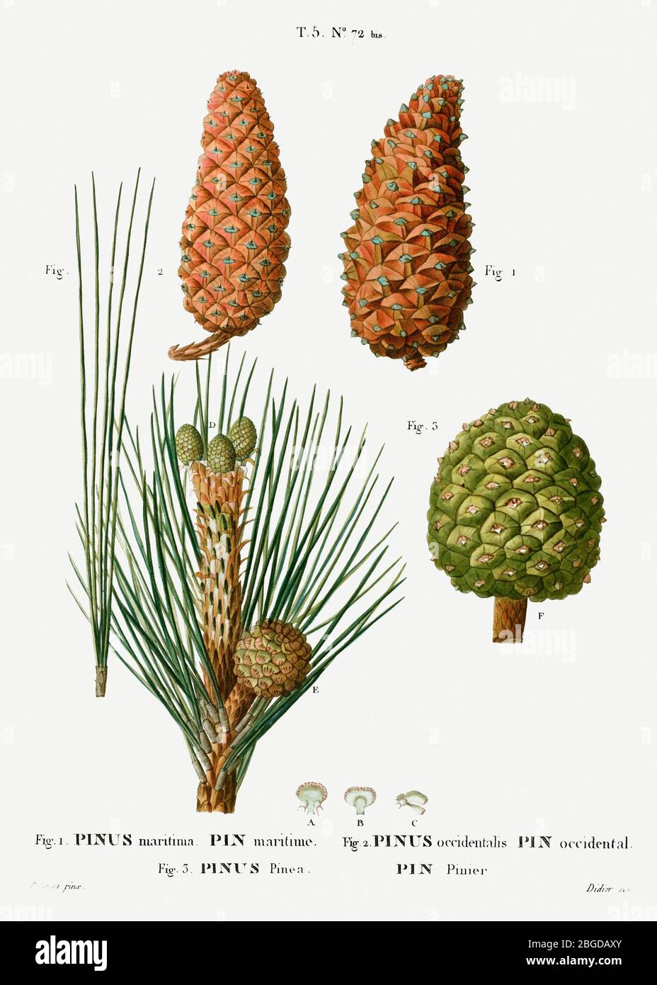 Pinus Maritima High Resolution Stock Photography And Images Alamy