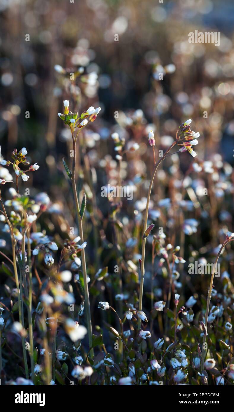 Spring draba growth (Erophila verna) Stock Photo