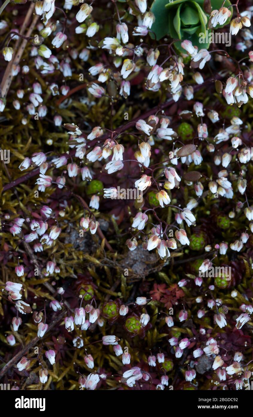 Spring draba growth (Erophila verna) Stock Photo