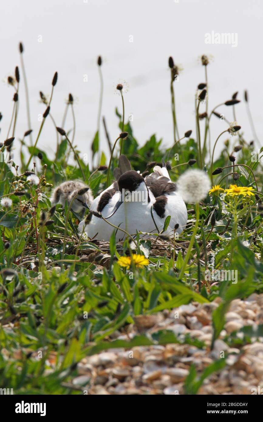(Pied) AVOCET (Recurvirostra avosetta) sat on its nest with one chick beside it, Ribble Estuary, Lancashire, UK. Stock Photo