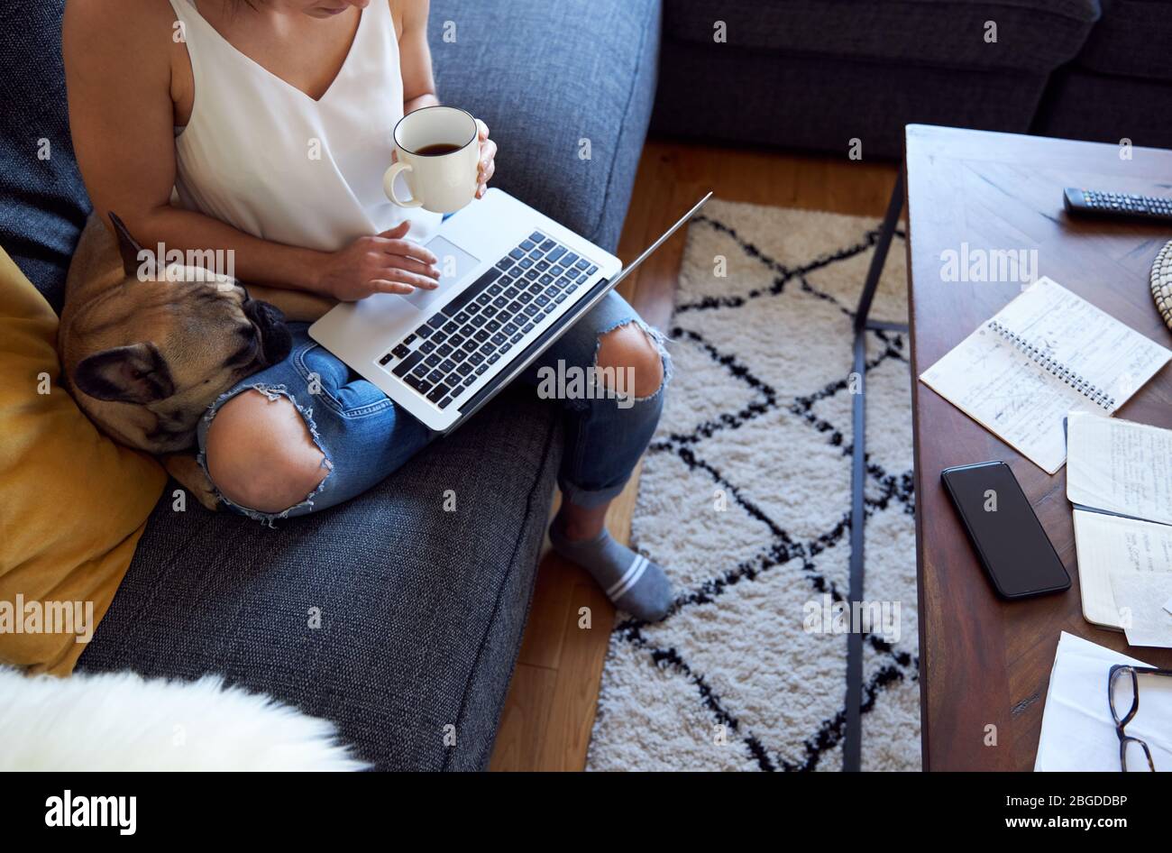 anonymous young female working on sofa with pet French Bulldog. Stock Photo