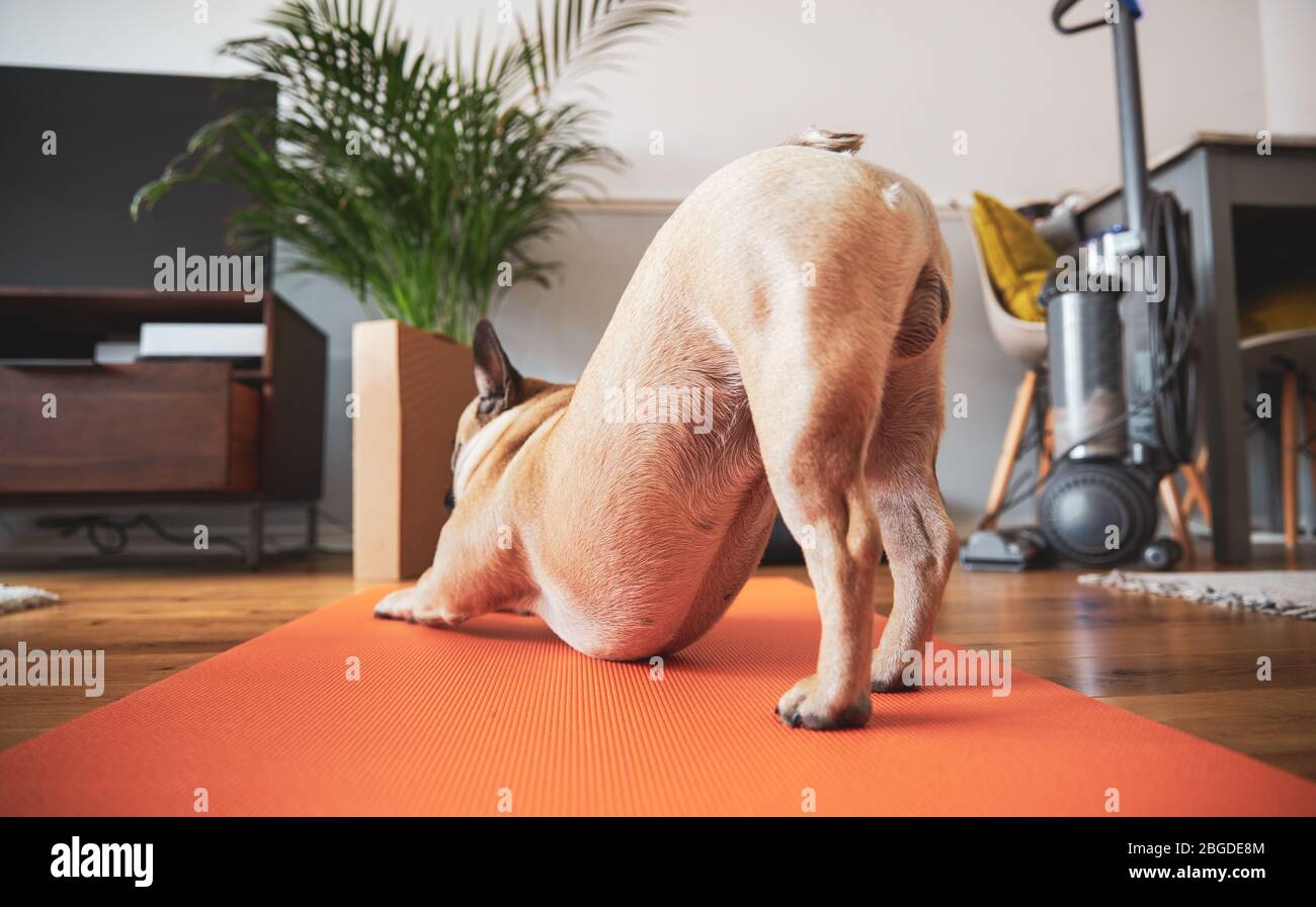 French Bulldog puppy stretching on yoga mat in living room of house Stock  Photo - Alamy