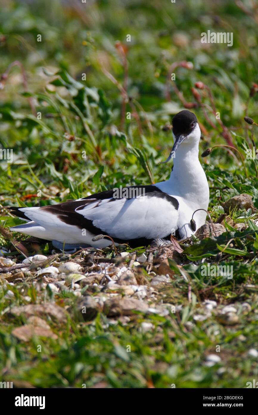 AVOCET, sat on its nest, UK. Stock Photo