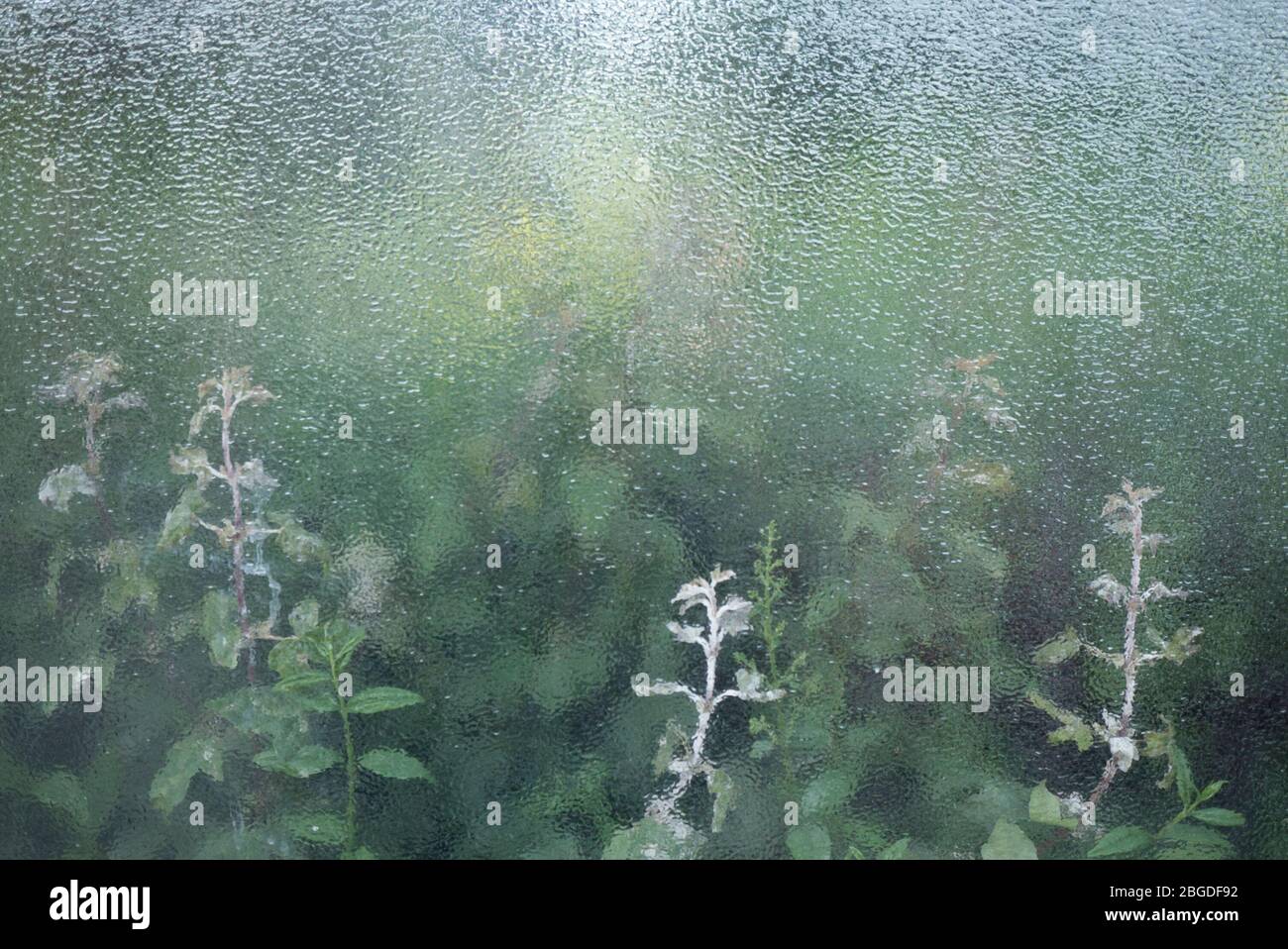 Plants Growing Behind The Frosted Glass Of A Bus Stop In London