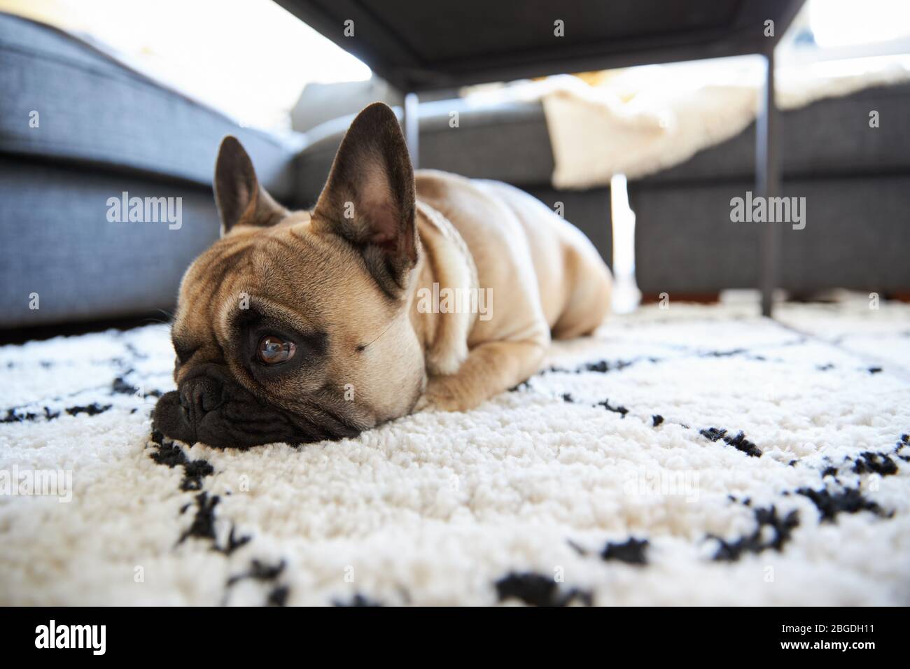 French Bulldog puppy lying on a rug landscape Stock Photo - Alamy