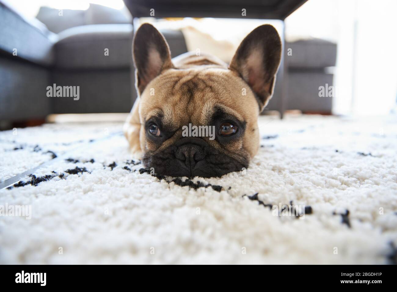 French Bulldog puppy lying on a rug landscape Stock Photo - Alamy