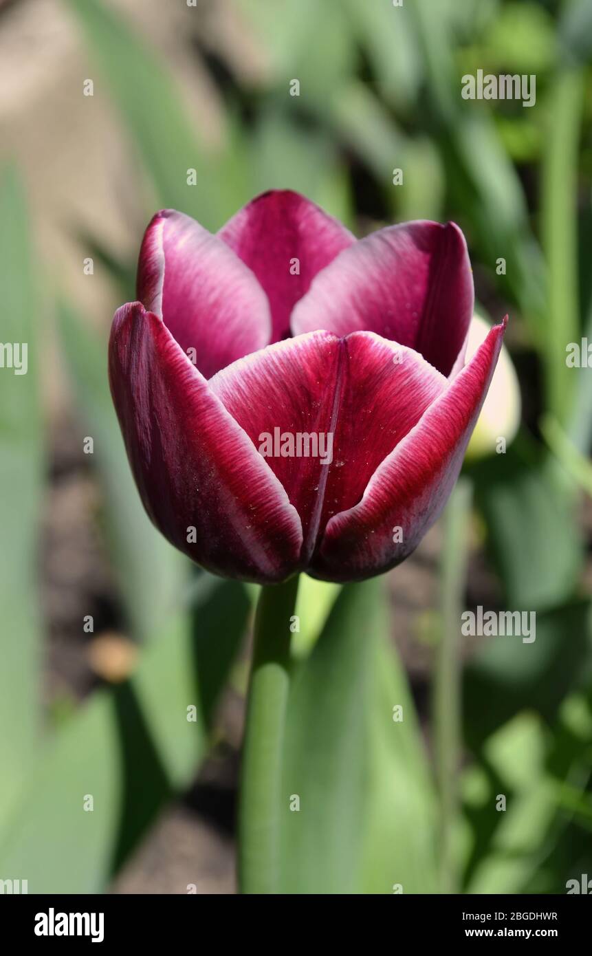 Maroon with aurora-yellow edge tulip. Triumph tulip with terracotta red flower and yellow band around the edges. Stock Photo