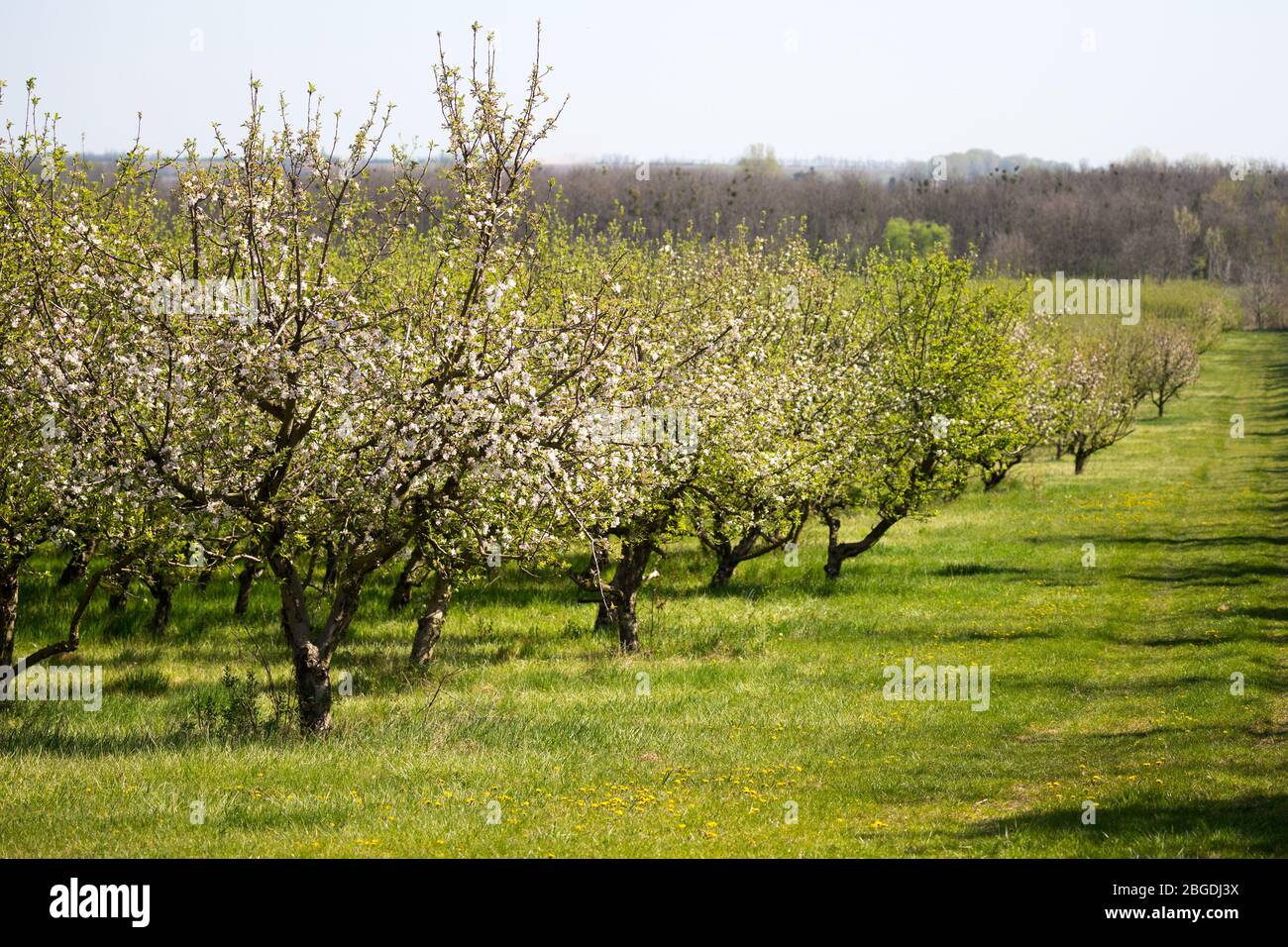 Blooming apple trees Stock Photo
