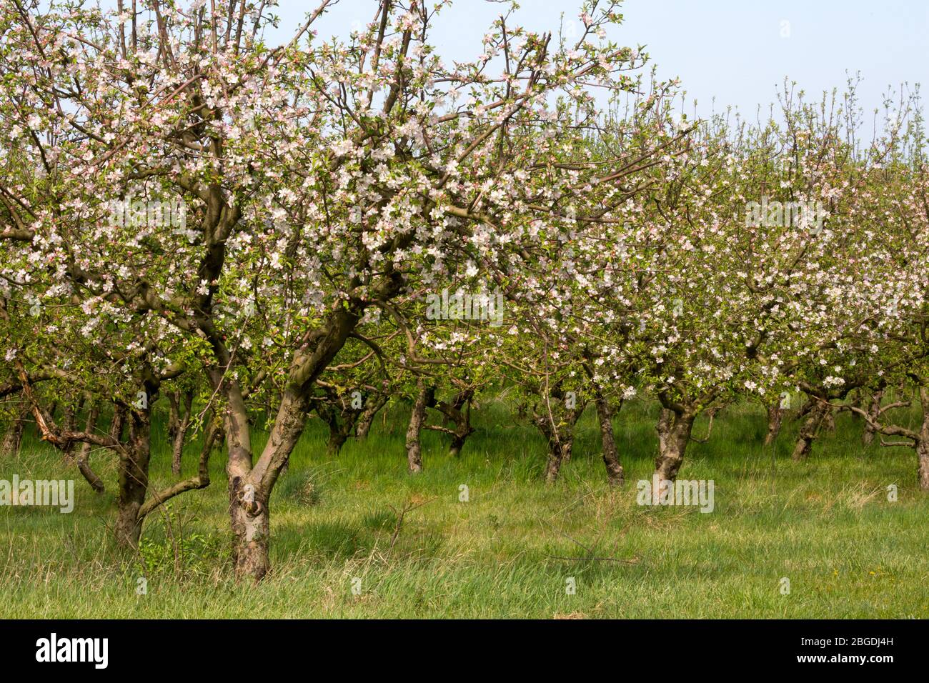 Blooming apple trees Stock Photo