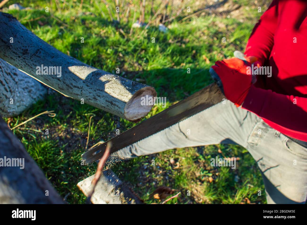 the man is cutting a tree with the saw, man working in a garden on tree Stock Photo