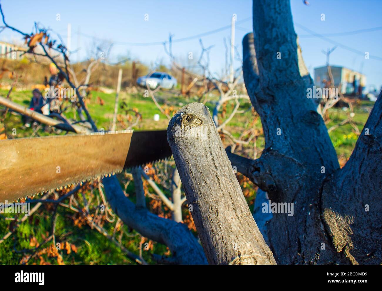 the man is cutting a tree with the saw, man working in a garden on tree Stock Photo
