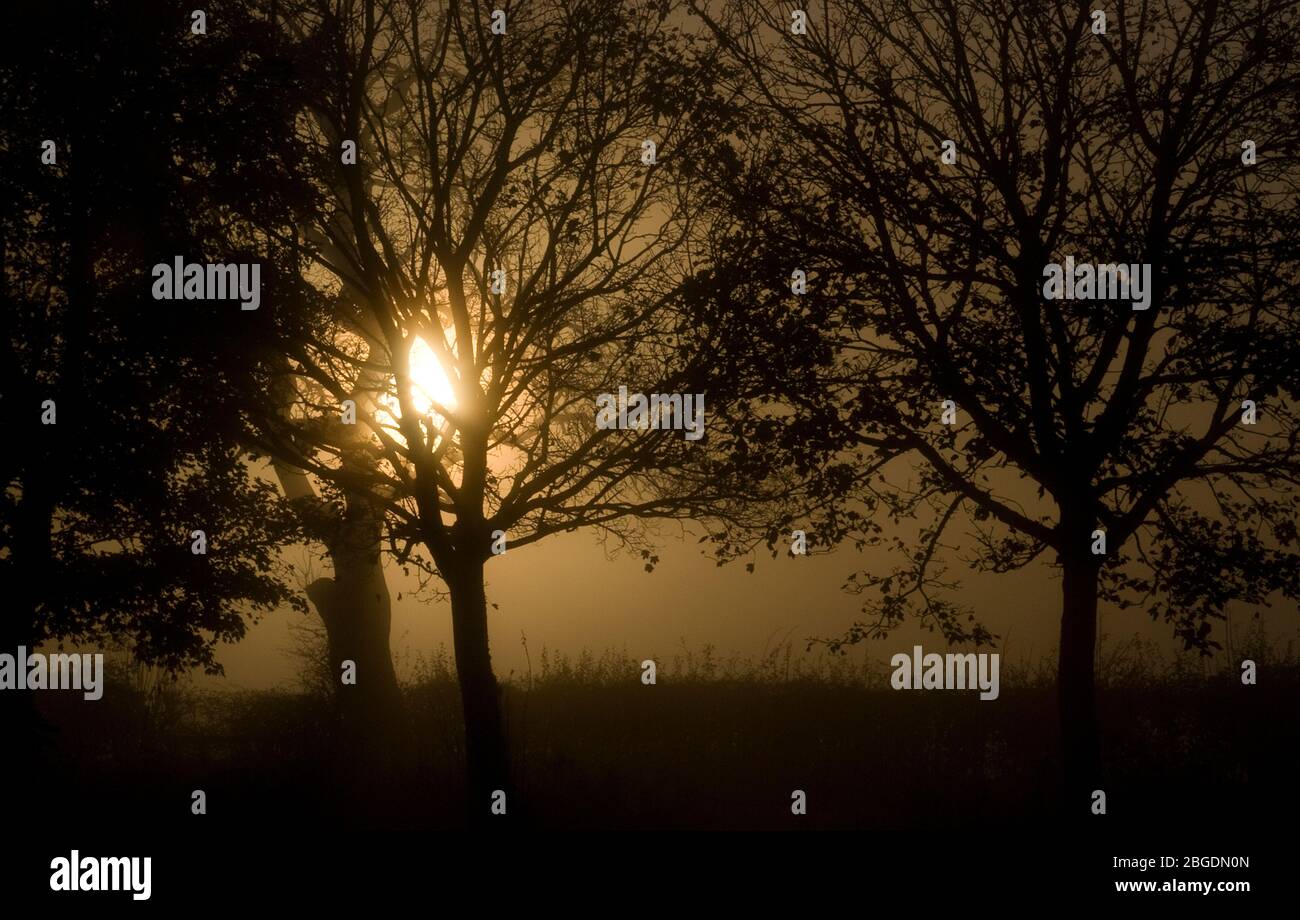 A winter image of a small stand of trees and grass in heavy mist with a low lying sun burning through the mist and creating an eerie sepia type scene Stock Photo