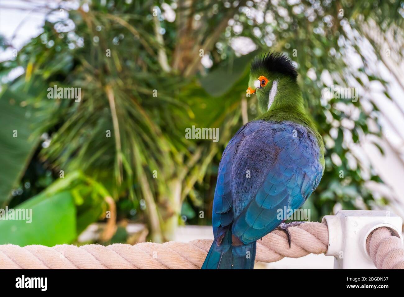 beautiful portrait of a white cheeked turaco from the back, colorful tropical bird specie from Africa Stock Photo