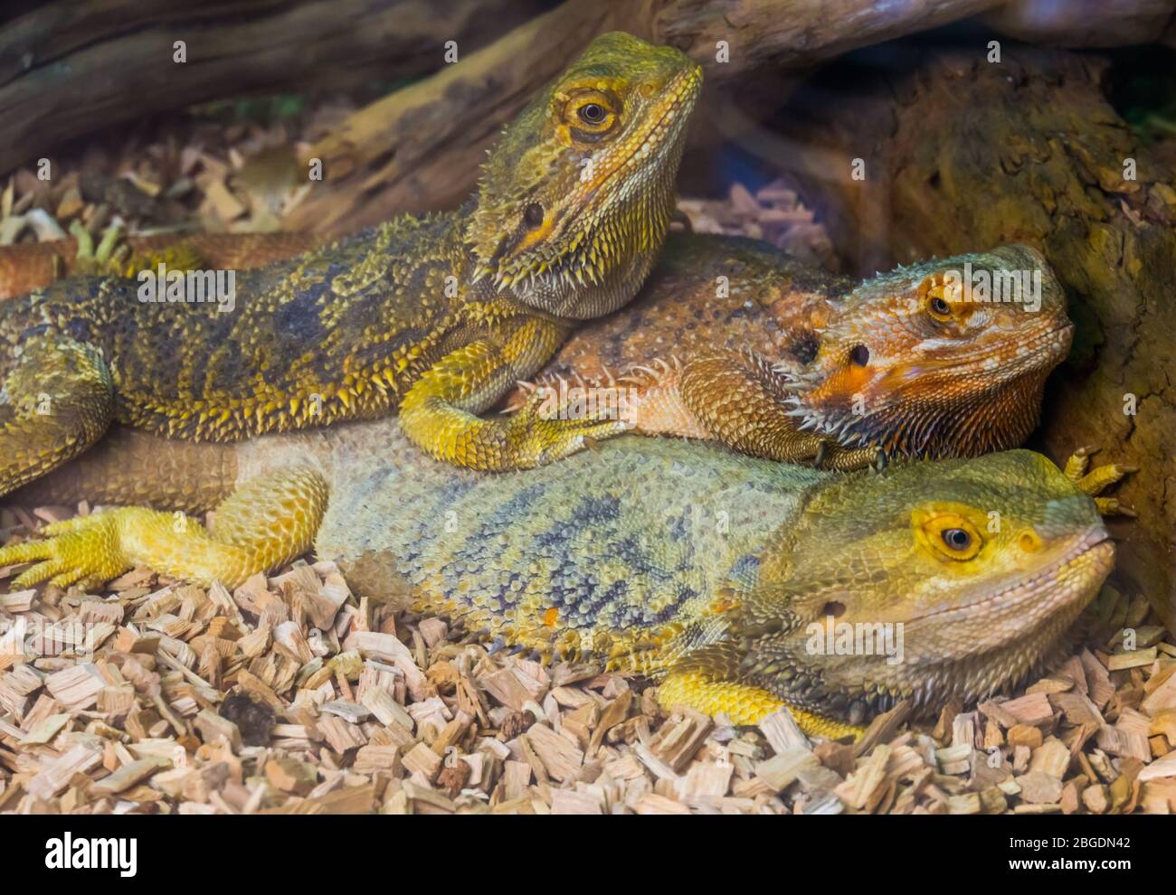 bearded dragon lizard family portrait, tropical reptile specie, popular