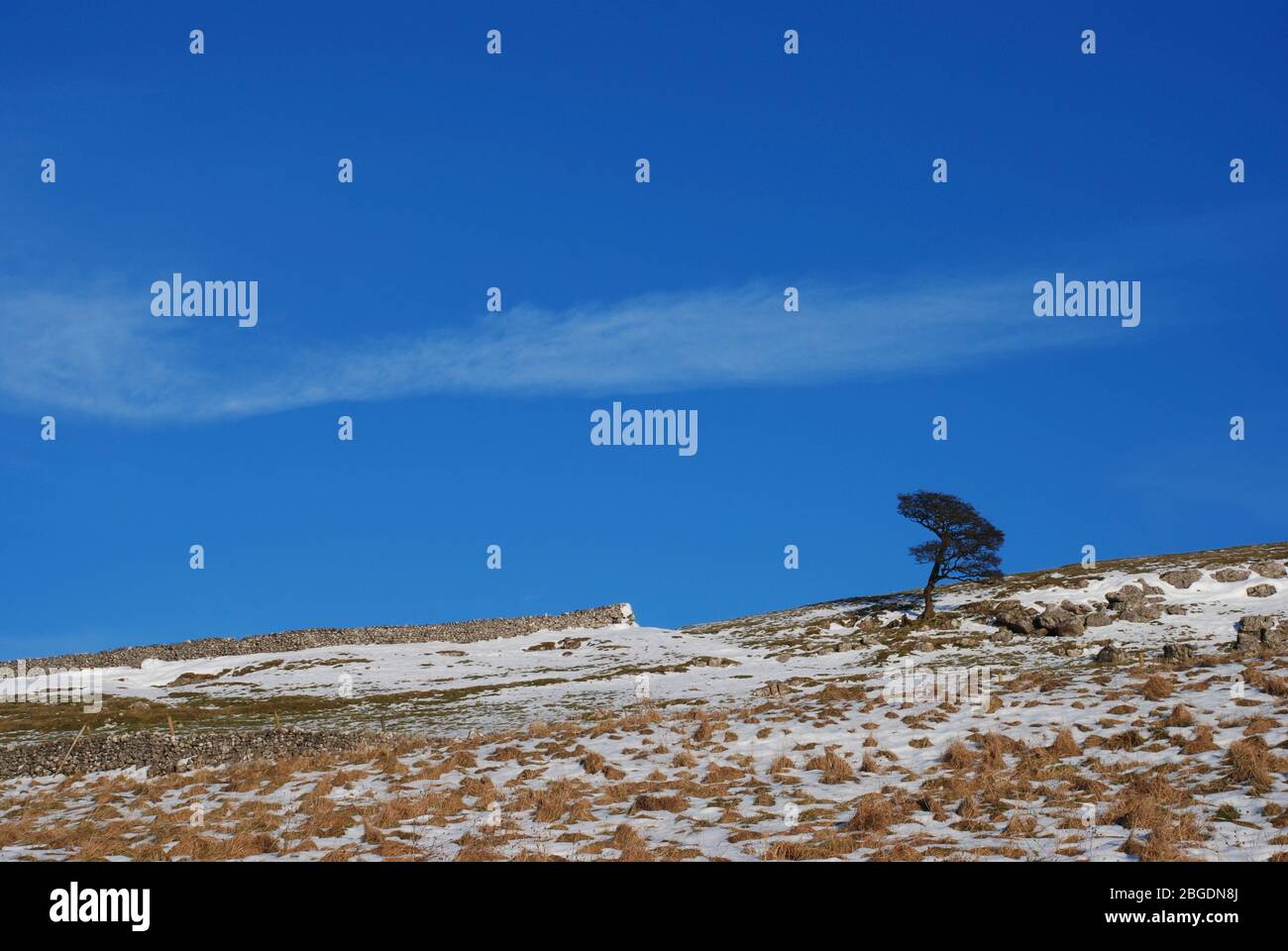 Winter scene in the Yorkshire Dales showing snow covered field with dry stone wall on the horizon and a single tree against a bright blue sky Stock Photo