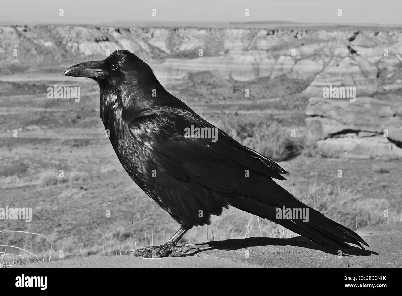 Raven overlooking desert in Petrified Forest National Park in Arizona USA Stock Photo