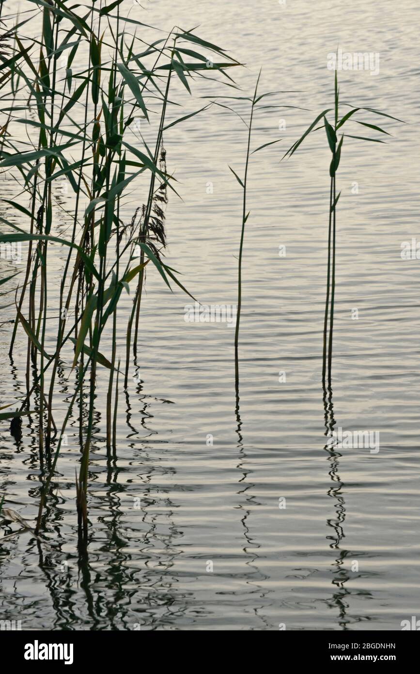 Fresh water reeds growing at the waters edge with ripples and reflections seen in the water making a restful and peaceful image Stock Photo