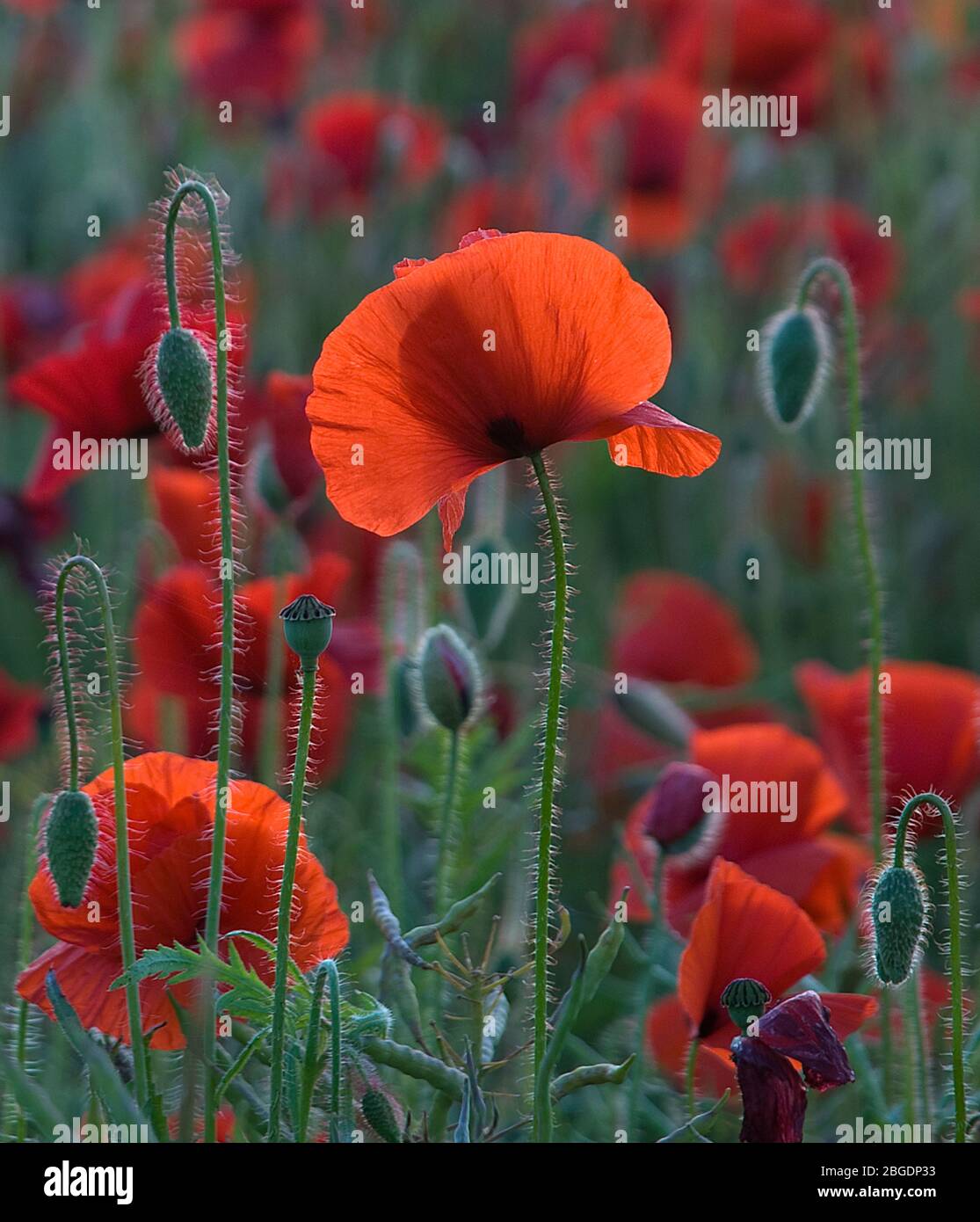 Eye level view in close up of wild poppies with sunlight streaming through and highlighting the scarlet of their papery petals Stock Photo