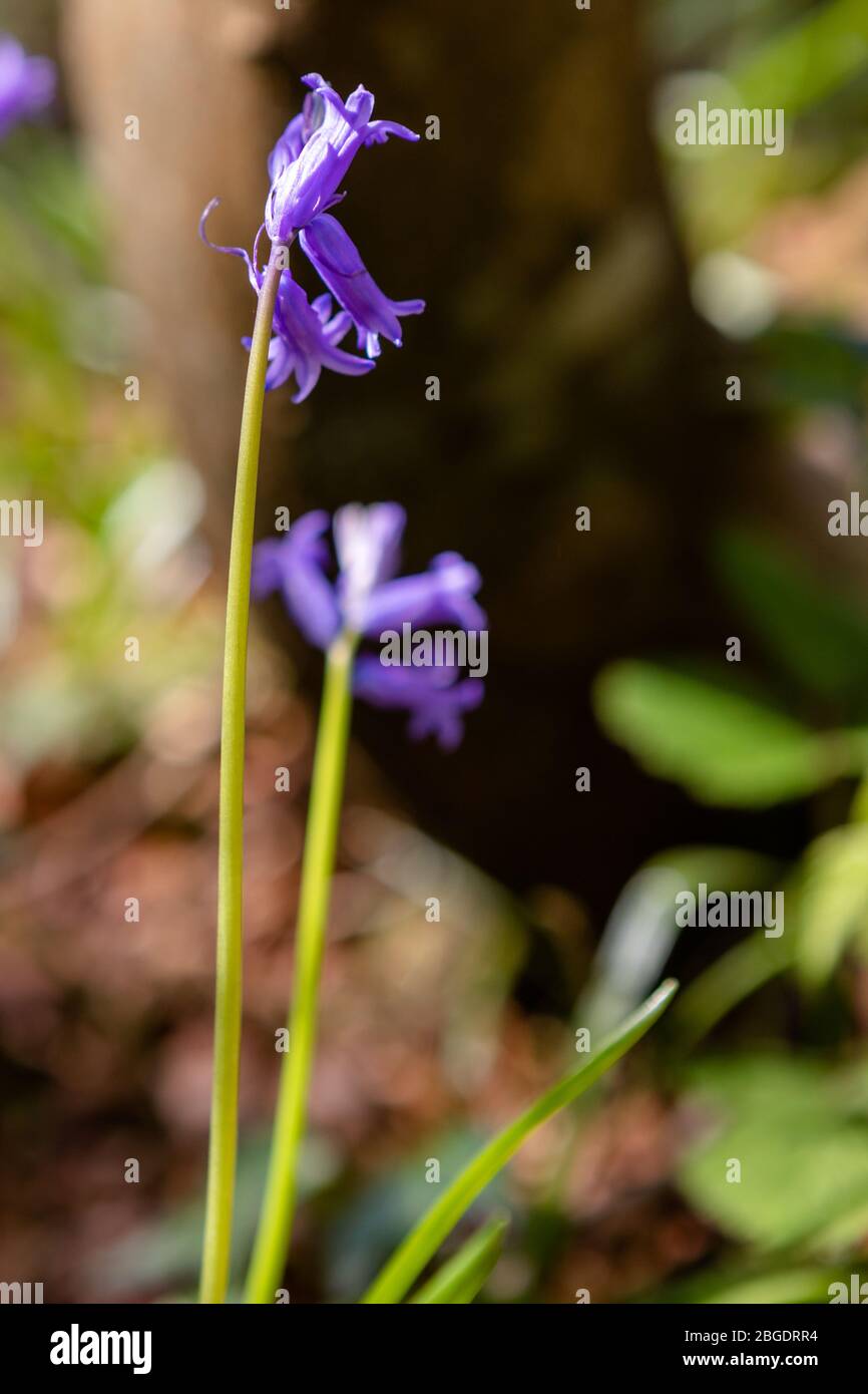 Trawscoed, near Aberystwyth, Ceredigion, Wales, UK. 21st April 2020 UK Weather: Clear, blue sky with a welcomed breeze as temperatures rise, whilst the sun shines across the bluebells in Black covert woodland, Trawsgoed, Wales. © Ian Jones/Alamy Live News Stock Photo