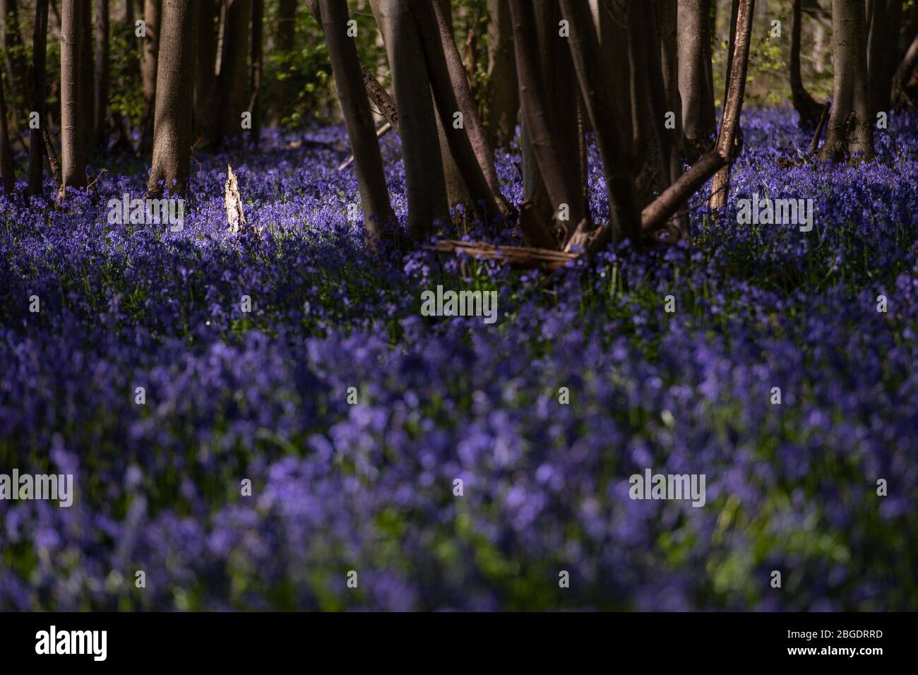 Bluebells at Shrawley Wood in Worcestershire, as sweltering temperatures are expected to hit the UK at the end of the week bringing the hottest April in almost a decade. Stock Photo