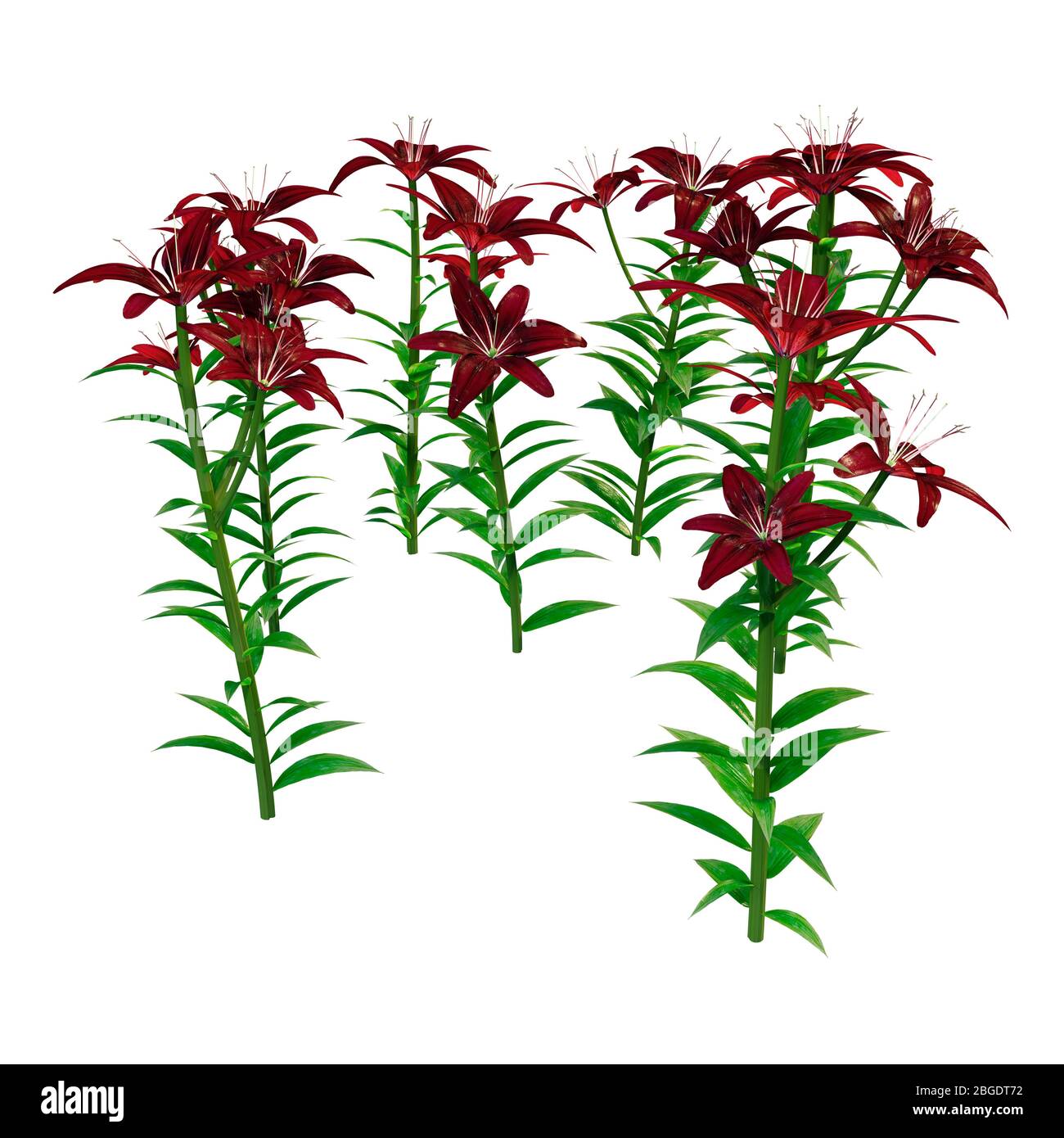 3D rendering of midnight mystery Asiatic lily flowers isolated on white background Stock Photo