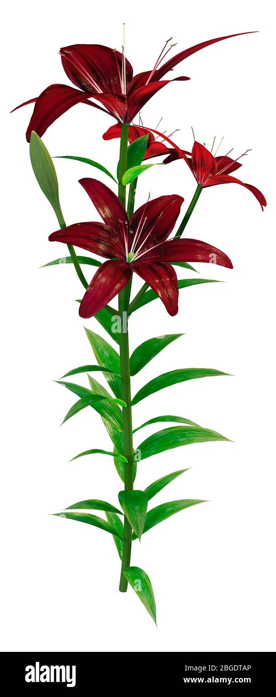 3D rendering of midnight mystery Asiatic lily flowers isolated on white background Stock Photo
