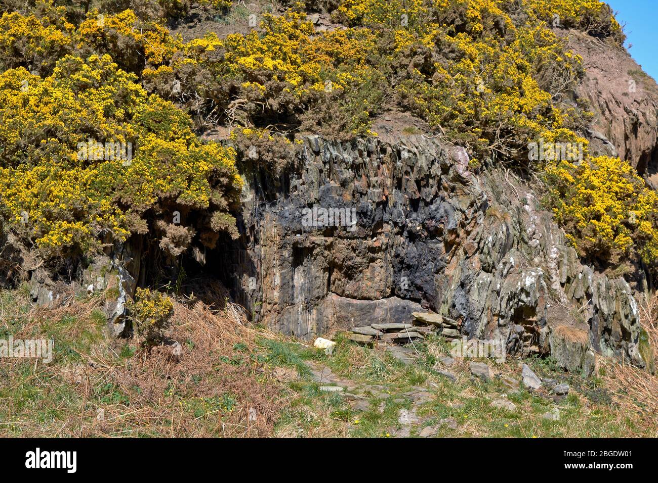SUNNYSIDE BAY CULLEN MORAY FIRTH SCOTLAND YELLOW GORSE AND THE ROCKY REMAINS OF CHARLIE'S CAVE Stock Photo