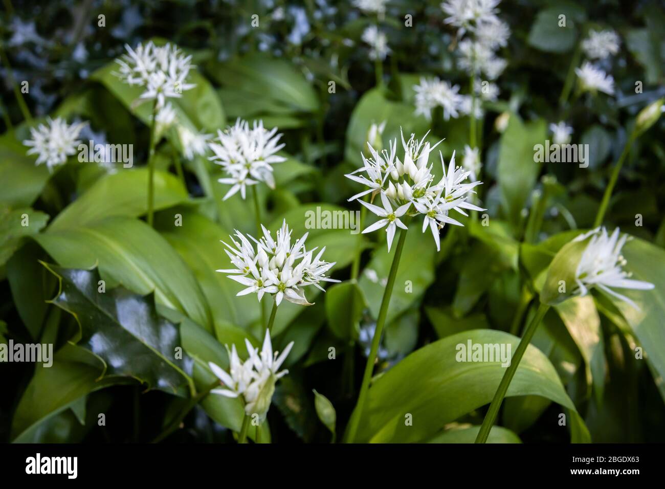 Pungent, delicate white wild garlic (Allium ursinum) in flower in spring, Surrey, south-east England - close-up view Stock Photo