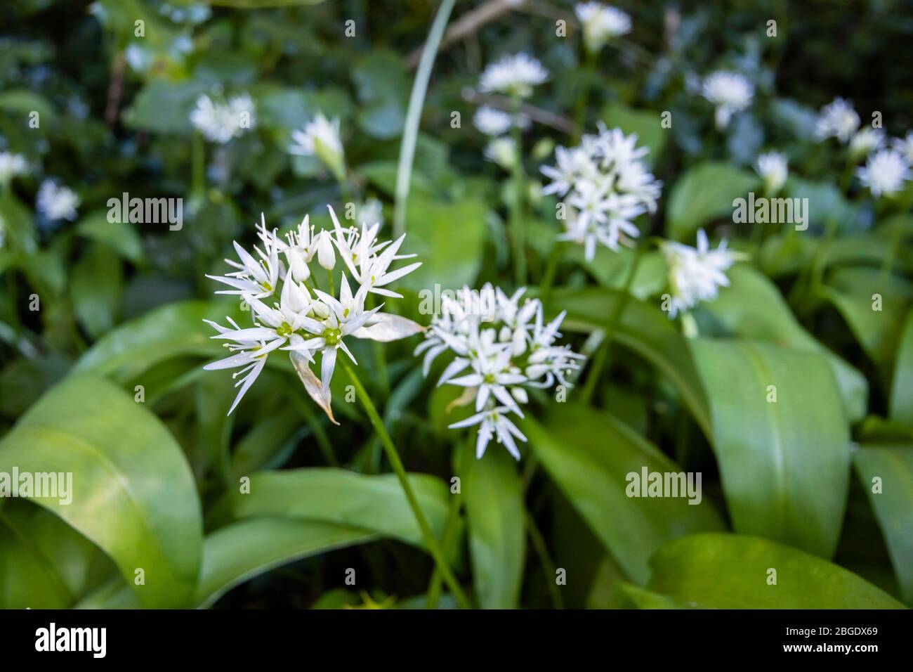 Pungent, delicate white wild garlic (Allium ursinum) in flower in spring, Surrey, south-east England - close-up view Stock Photo