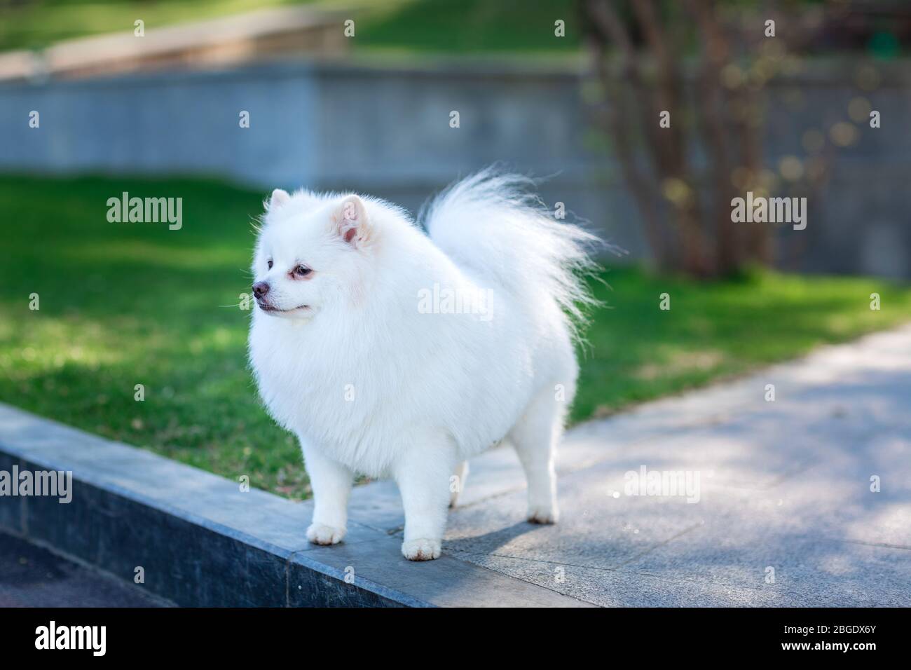 White small pomeranian spitz sitting on the lawn outdoor in the park Stock Photo