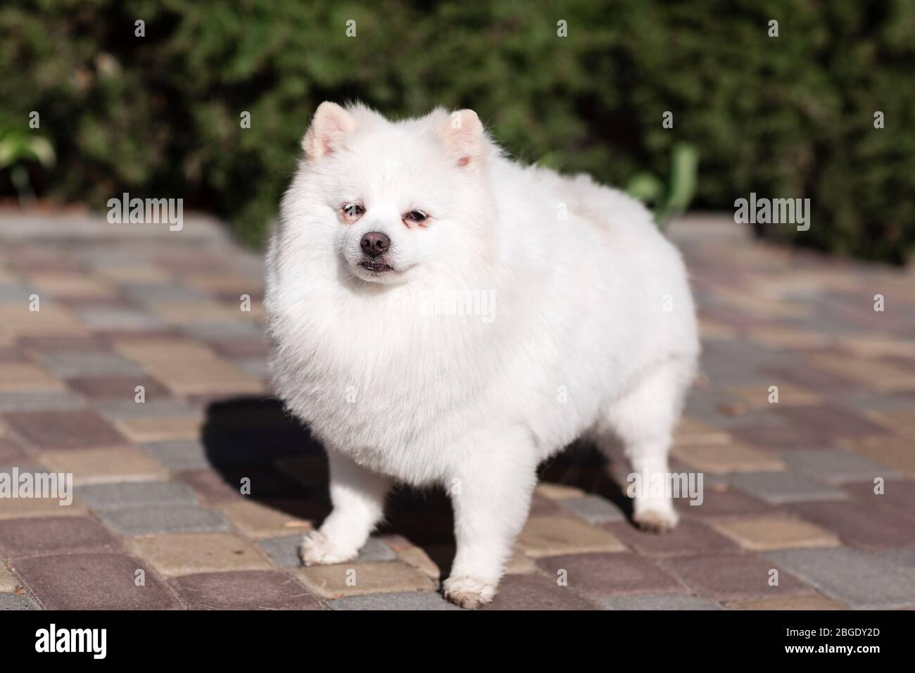 White small pomeranian spitz sitting on the lawn outdoor in the park Stock Photo