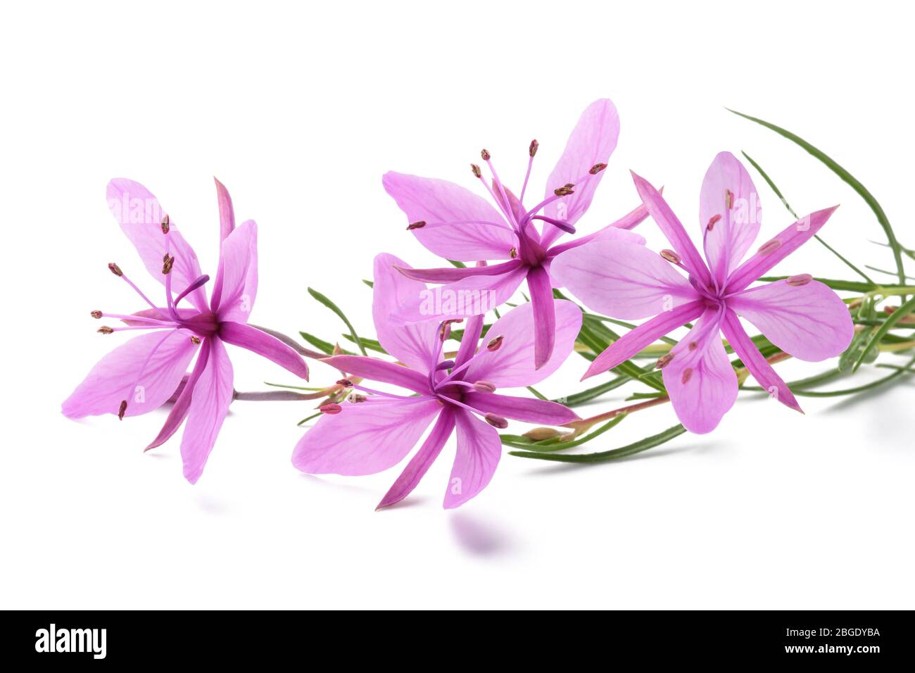 Pink Alpine willowherb flowers isolated on white Stock Photo