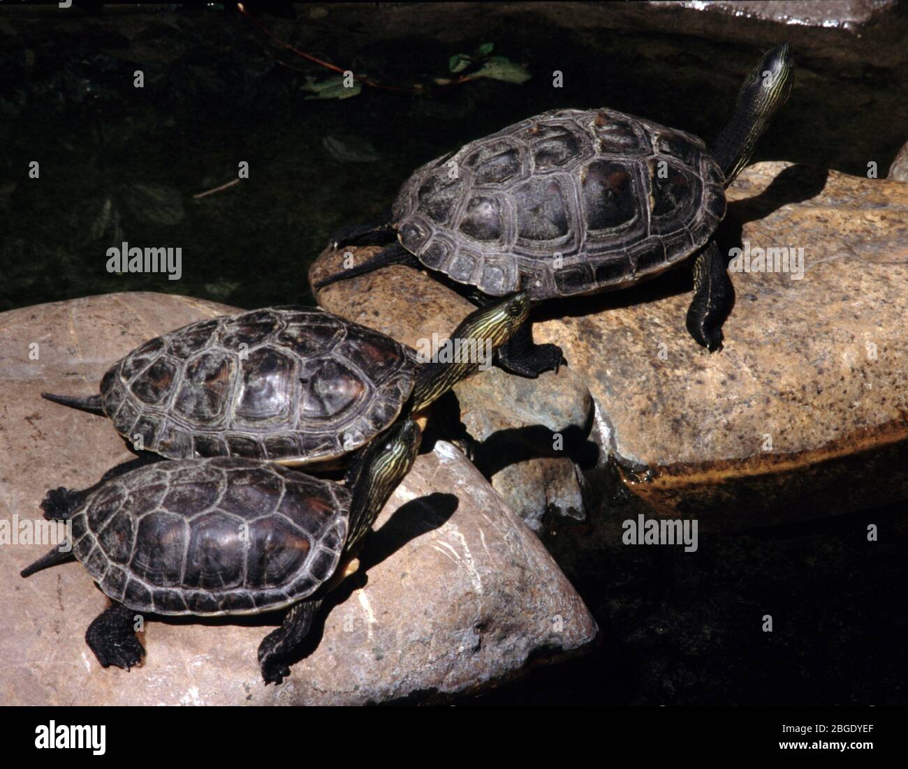 Chinese stripe-necked turtle, Mauremys (Ocadia) sinensis Stock Photo