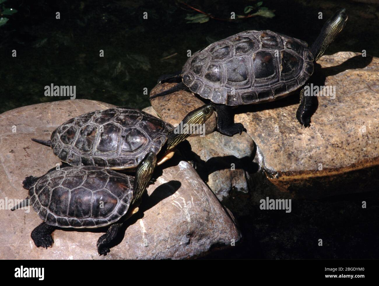 Chinese stripe-necked turtle, Mauremys (Ocadia) sinensis Stock Photo