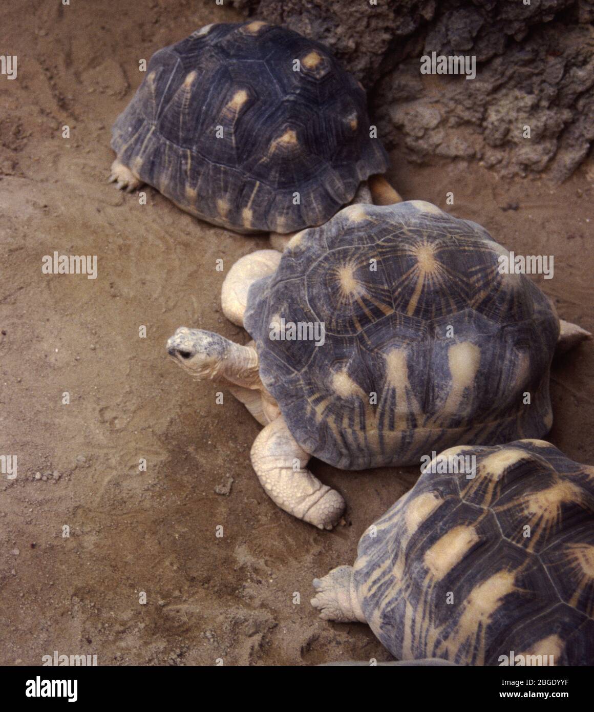 Radiated tortoise, Astrochelys (Geochelone) radiata Stock Photo - Alamy