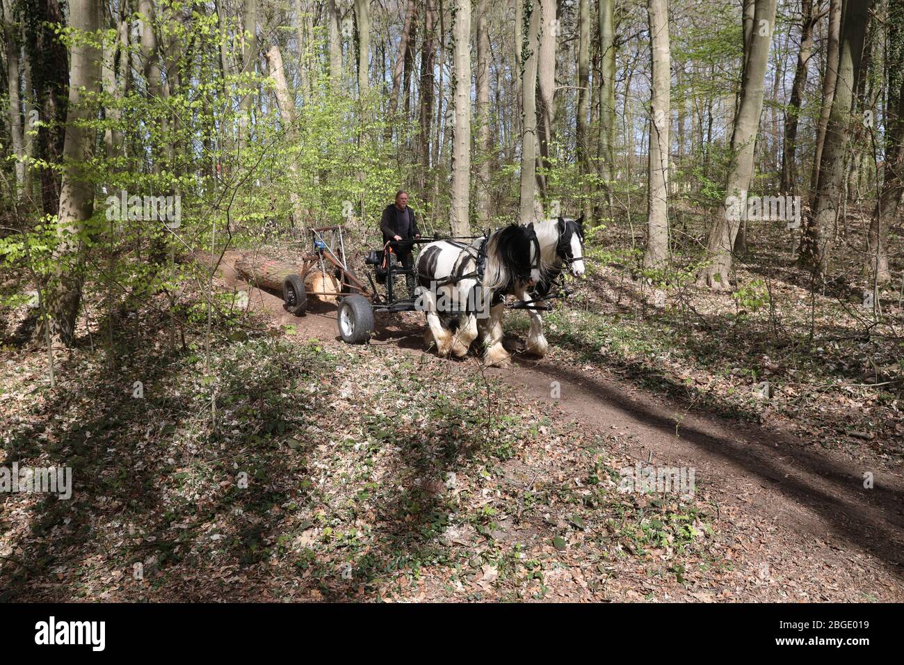 Rostock, Germany. 17th Apr, 2020. In the Swiss forest Marko Jakubzyk works with the pack horses Finola (l-r) and Loreley. The 20 and 10 year old Irish Tinker Horses pull the trunks of trees from the forest, which were felled in the course of the road safety obligation of the municipal forestry office. The use of horses is much less harmful to the forest than the use of heavy machinery. Credit: Bernd Wüstneck/dpa-Zentralbild/dpa/Alamy Live News Stock Photo