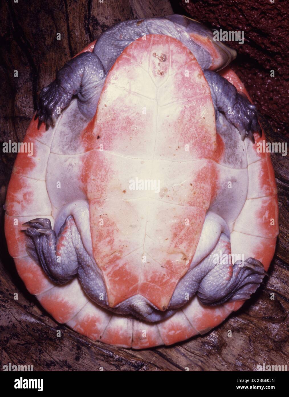 Ventral view (plastron) of red-bellied short-necked turtle (Emydura subglobosa), pink-bellied side-necked turtle, or Jardine River turtle Stock Photo