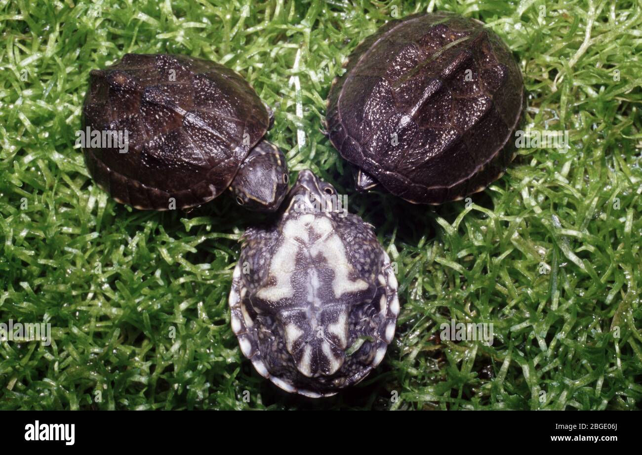Baby Stinkpot or Musk turtle, Sternotherus odoratus Stock Photo