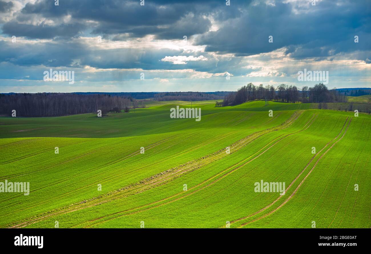 Spring Rolling Green Hills With Fields Of Wheat Stock Photo - Alamy
